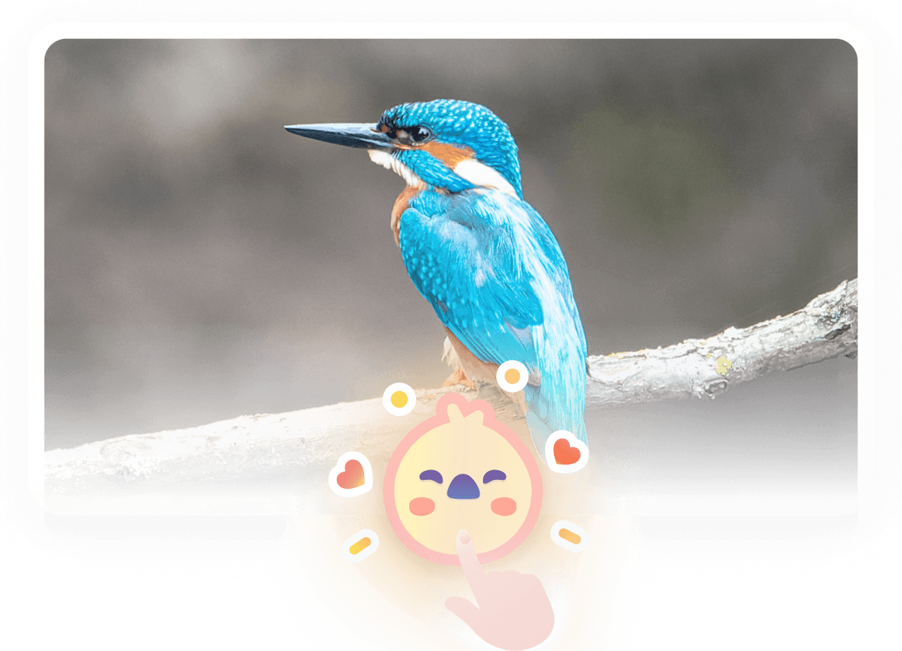 メデボタンをおして投稿された鳥さんを愛でるイメージ画像